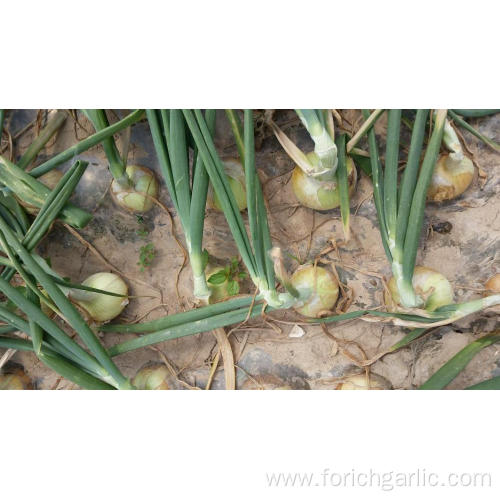 Sizes 3.0-5.0cm Fresh Yellow Onion